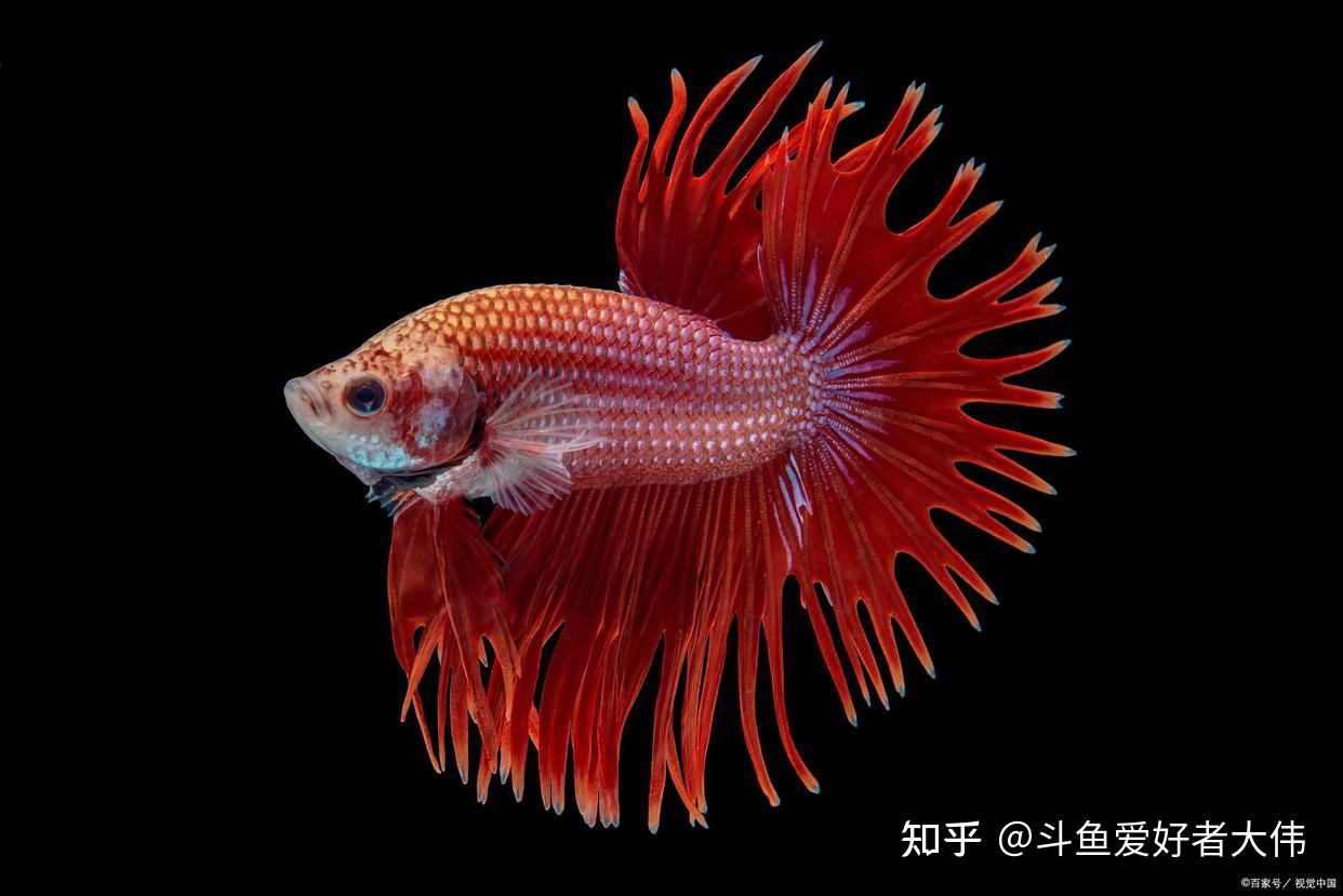 中國鬥魚為什麼經常跳缸?