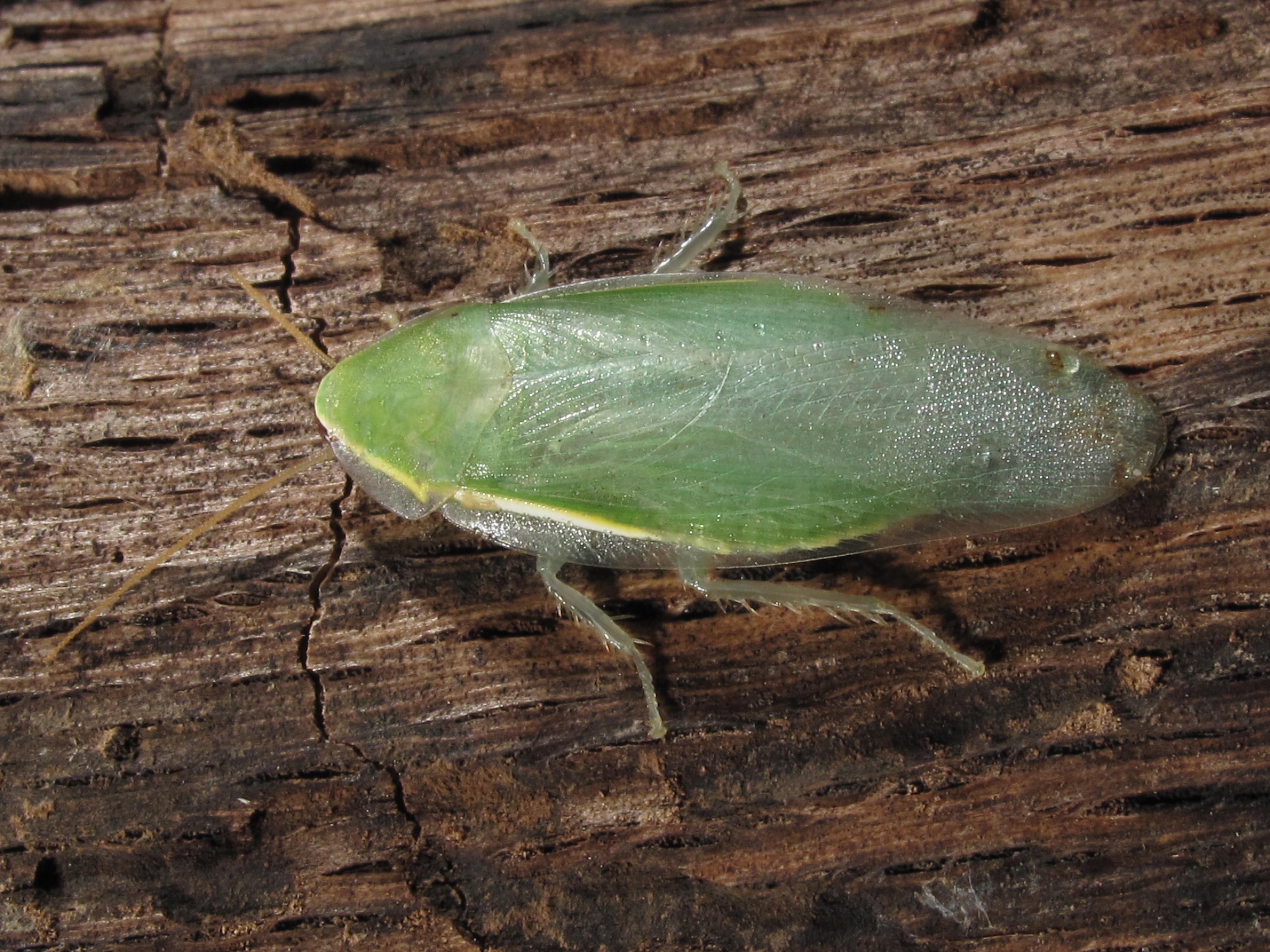 有哪些好看的蟑螂? - 知乎