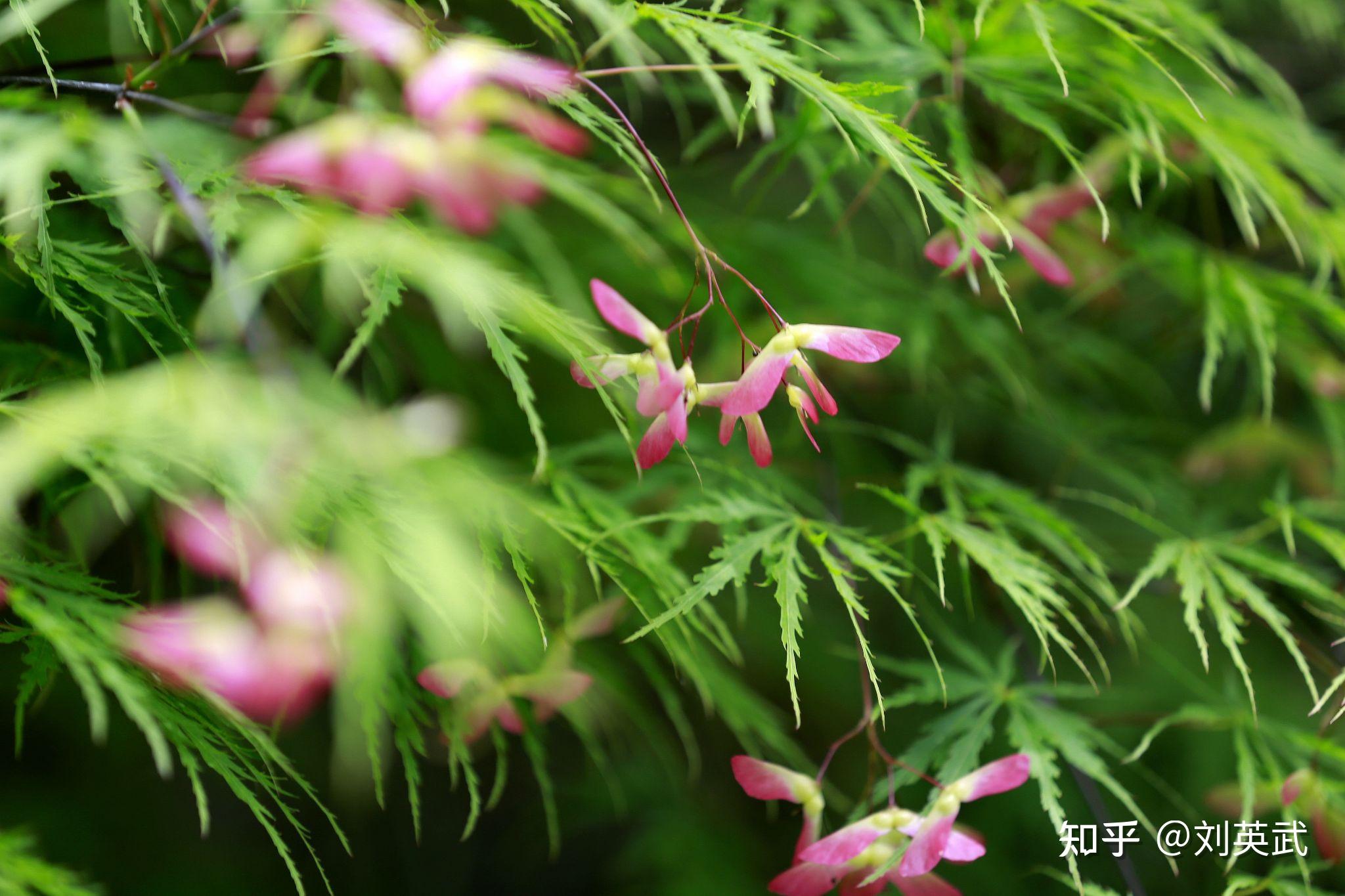 甲辰暮春好雨!乐怀居旭峰诗词 - 知乎