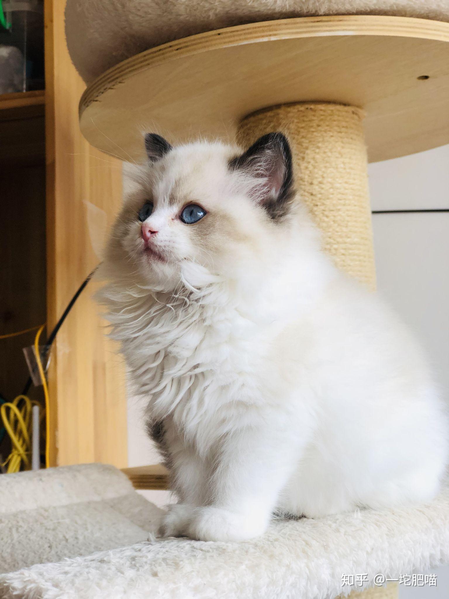 请问一下这只布偶品相怎么样?