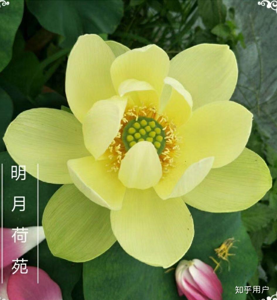 碗莲怎么水培?(水培碗莲种植方法图解)