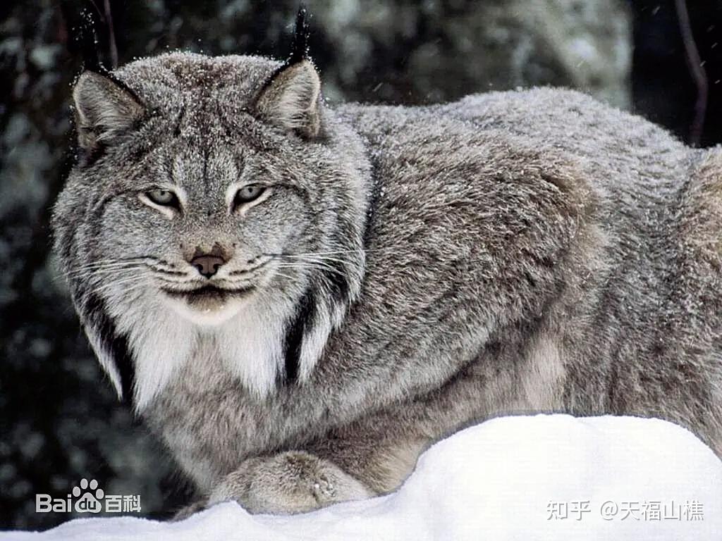 缅因猫和猞猁有什么关系? - 知乎
