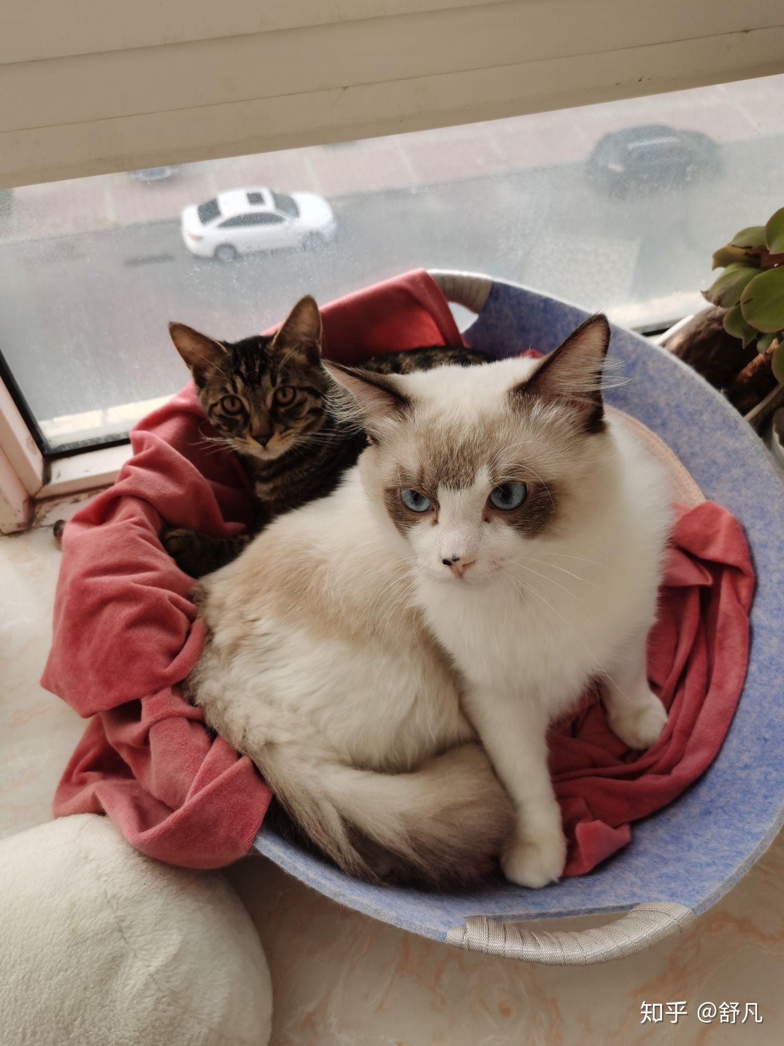 2500的布偶面具不对称值吗