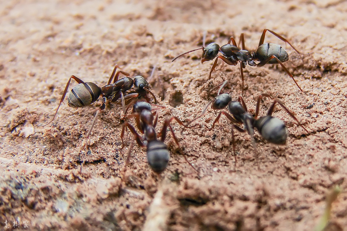 厨房来了很多蚂蚁,灭了一批又一批,怎么样才能赶净杀绝? - 知乎