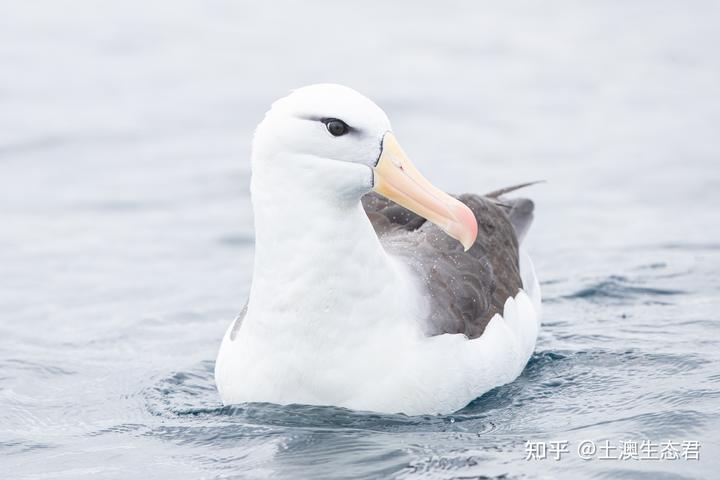 鸟类有嗅觉吗？