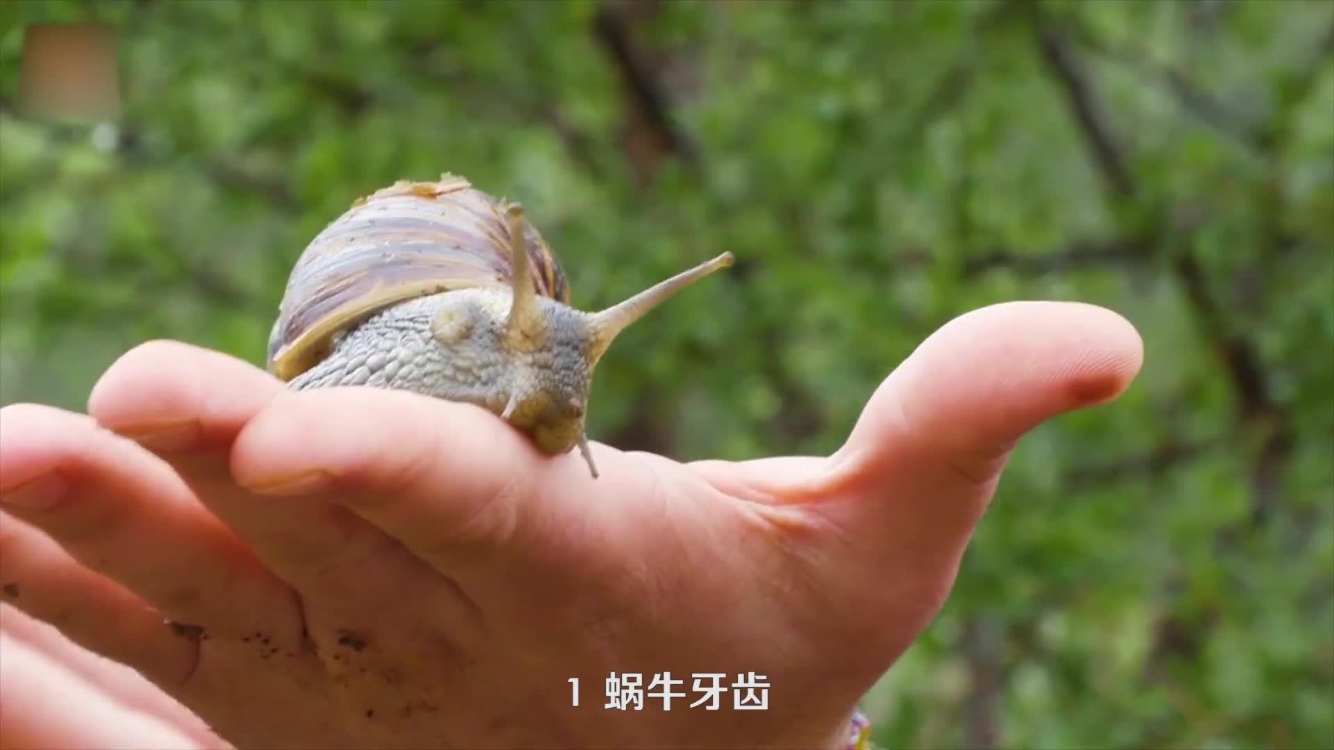 蜗牛到底有多少颗牙齿呢?