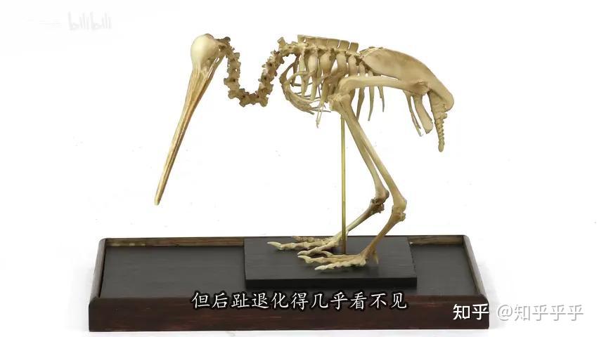 为何新西兰国鸟几维鸟（kiwi）会进化成无翼却嗅觉超强？ 知乎 