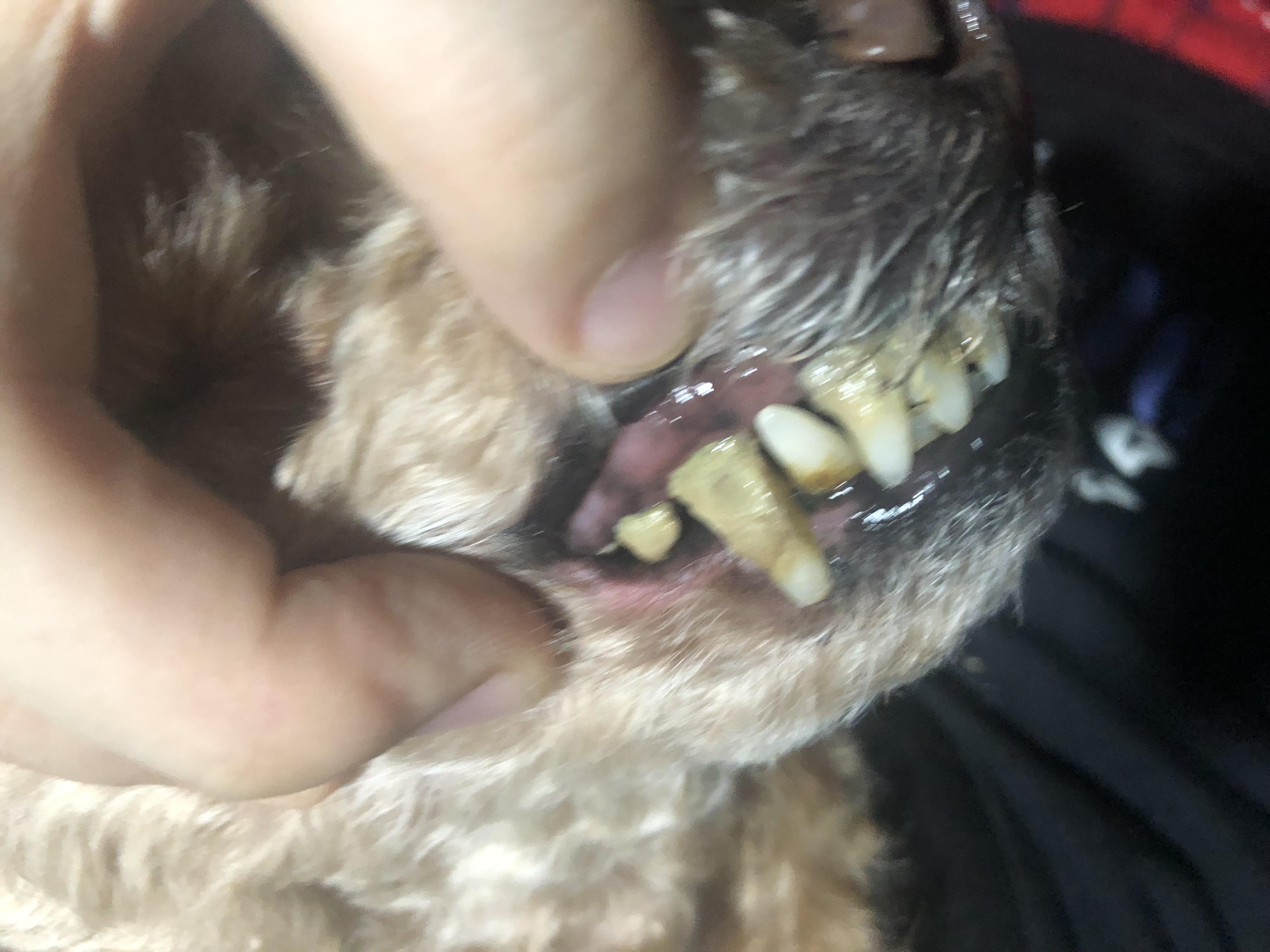我家泰迪13岁口腔问题很严重牙掉了很多剩下牙齿也有松动牙结石很严重