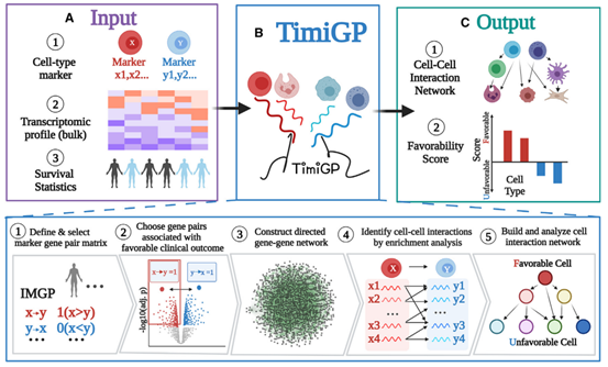 细胞互作新算法：TimiGP！ - 知乎