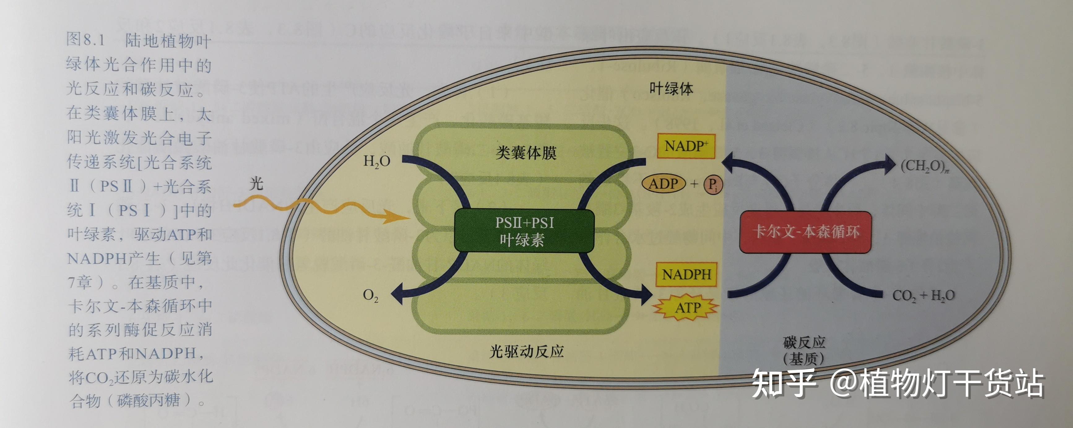 光合作用暗反应中二氧化碳中的碳元素去向问题? - 知乎