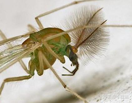 这个季节为什么西湖的草丛里这么多小蚊虫成群成群的飞舞