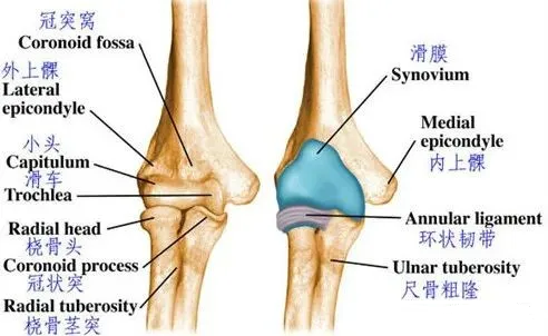 肘关节过伸和外翻区别图片