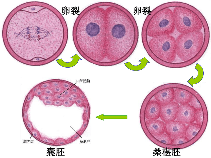 试管婴儿移植“鲜胚”还是“冻胚”好 - 知乎