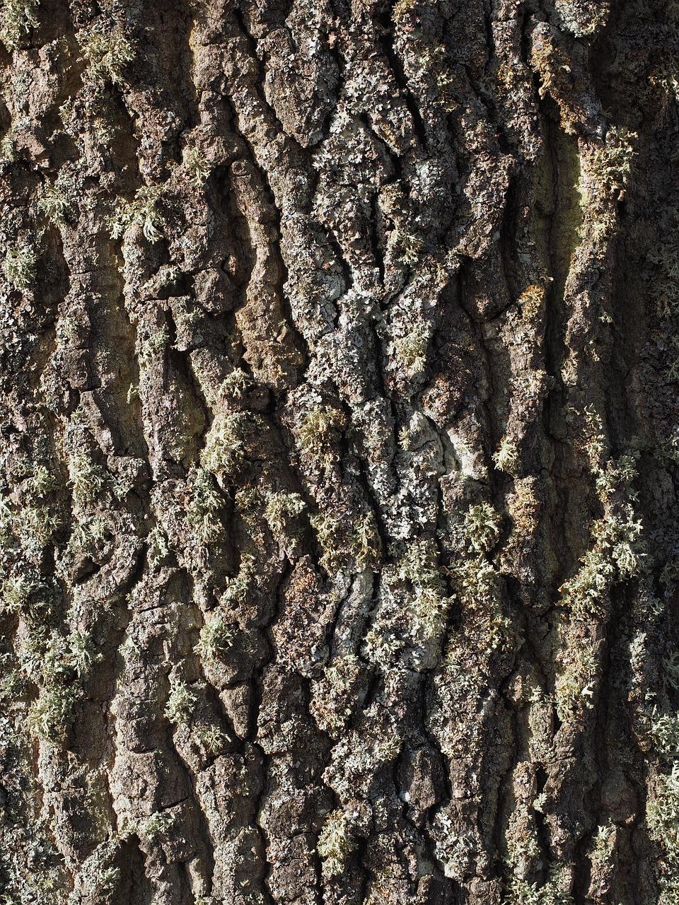 5. 白杨区域房价