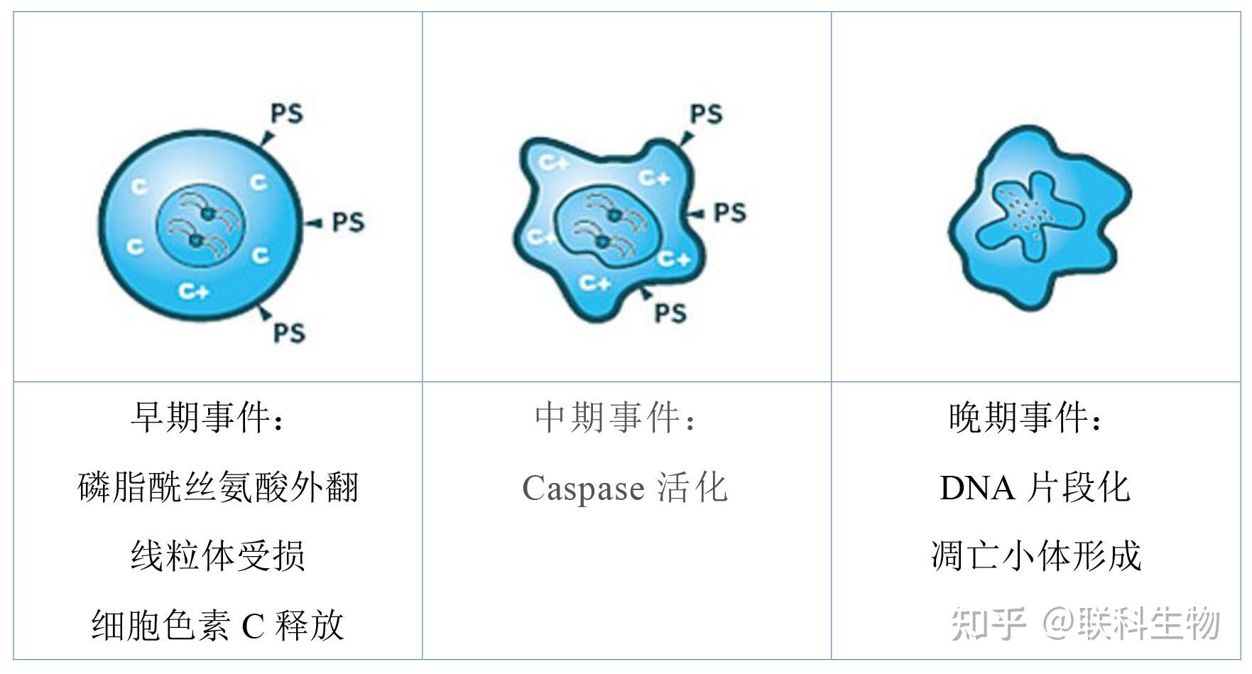 你了解细胞凋亡及其检测的要点吗？ - 知乎