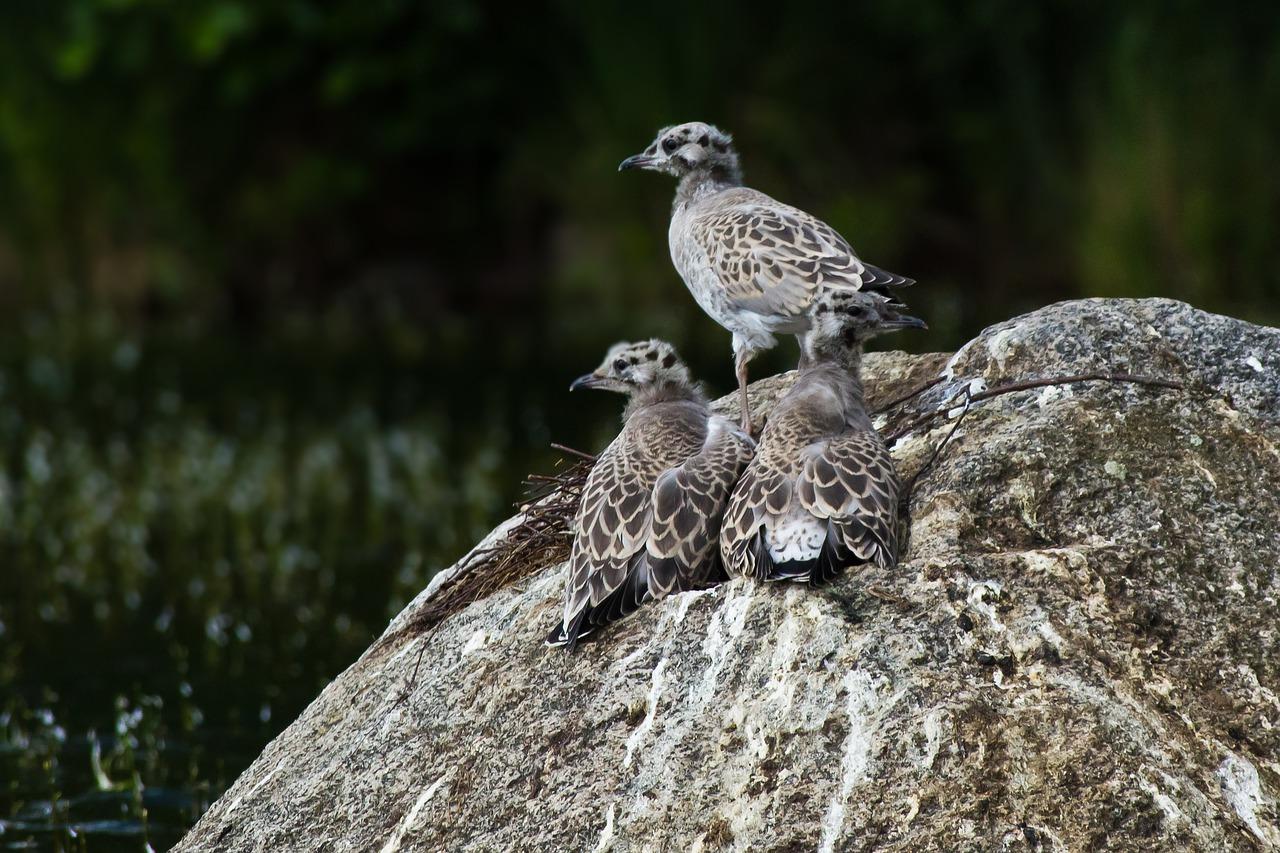 4. 蜂巢功能与用途