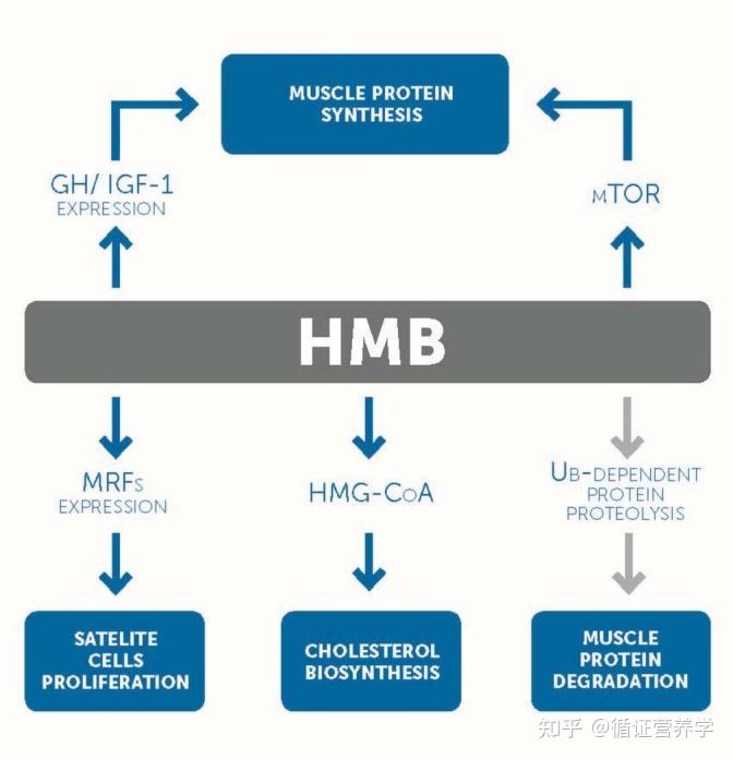 功能营养篇-HMB（肌肉健康） - 知乎