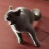 我家猫不听话