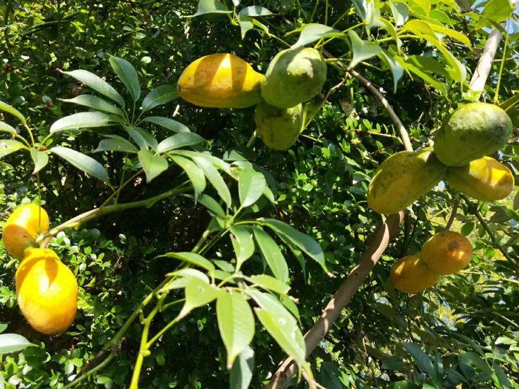 南方地区的一种水果果皮金黄色秋天成熟巨甜不知道学名叫什么