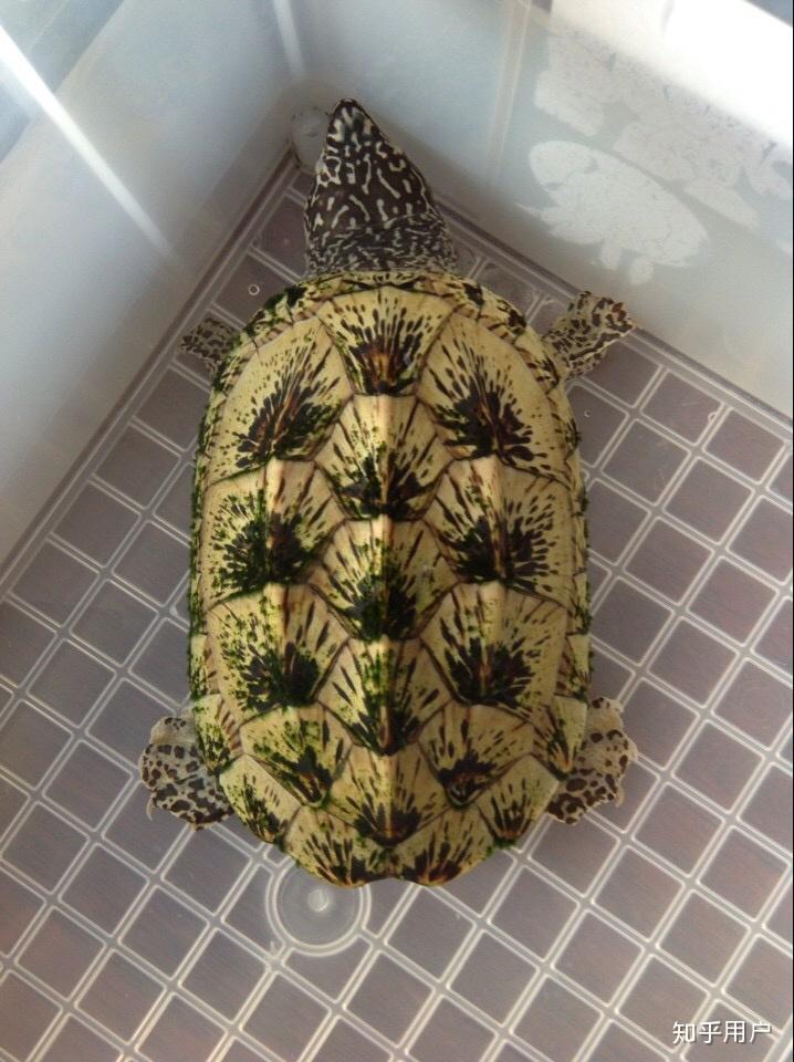 可否详细介绍一下墨西哥巨蛋龟