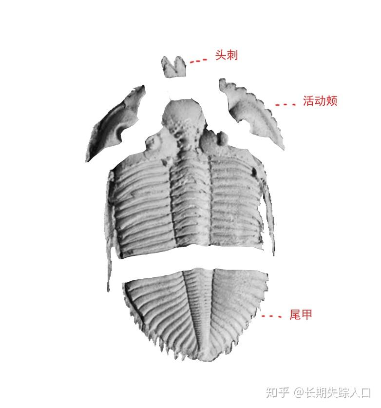 淘宝上三块钱买的三叶虫化石是真的吗? 