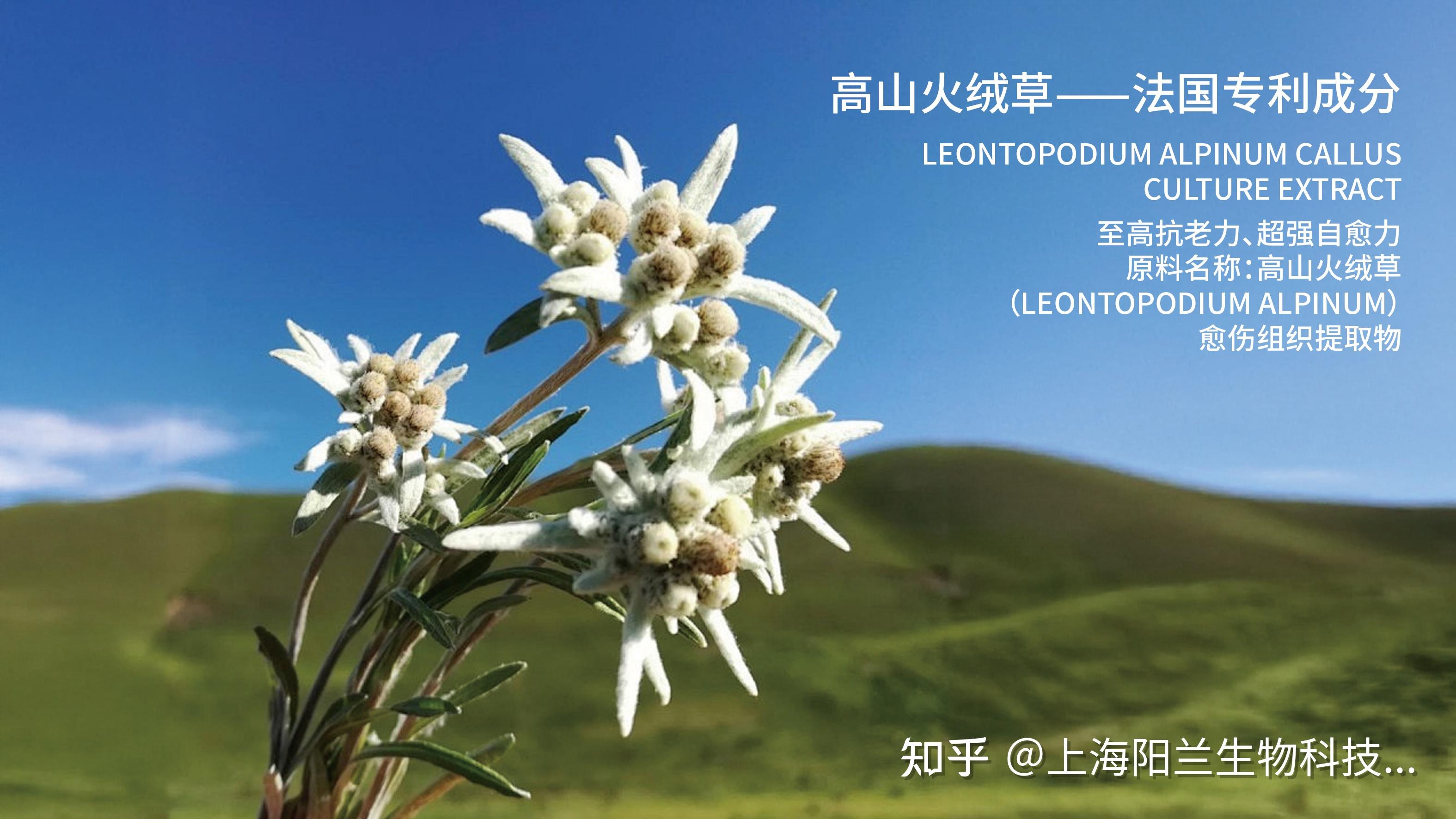 山巅之后：高山火绒草 - 知乎