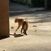 黑猫杰克