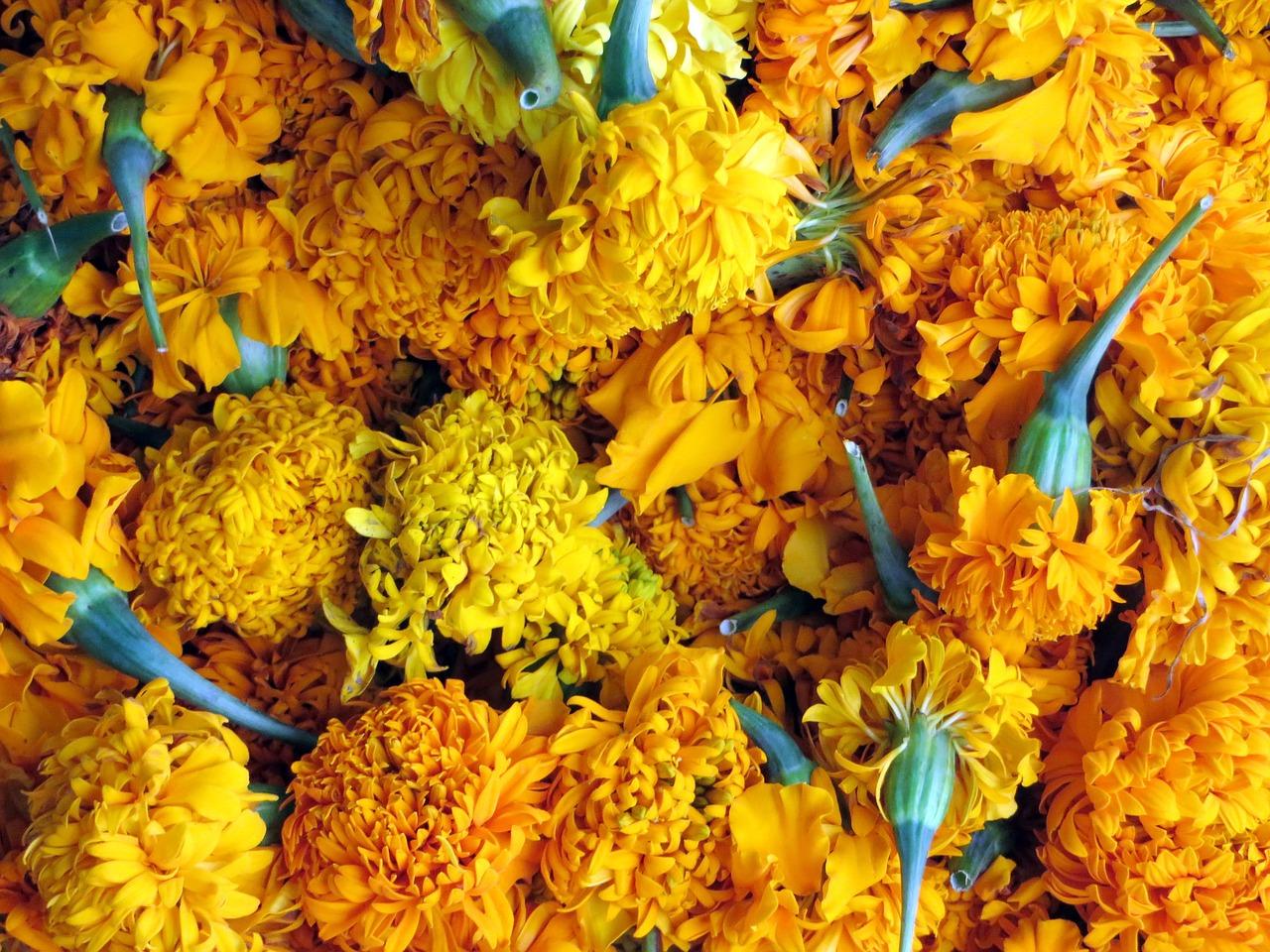 2. 大红酸枝行情