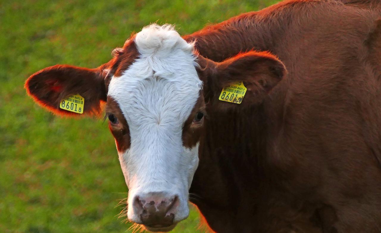 4.笋壳鱼零售价