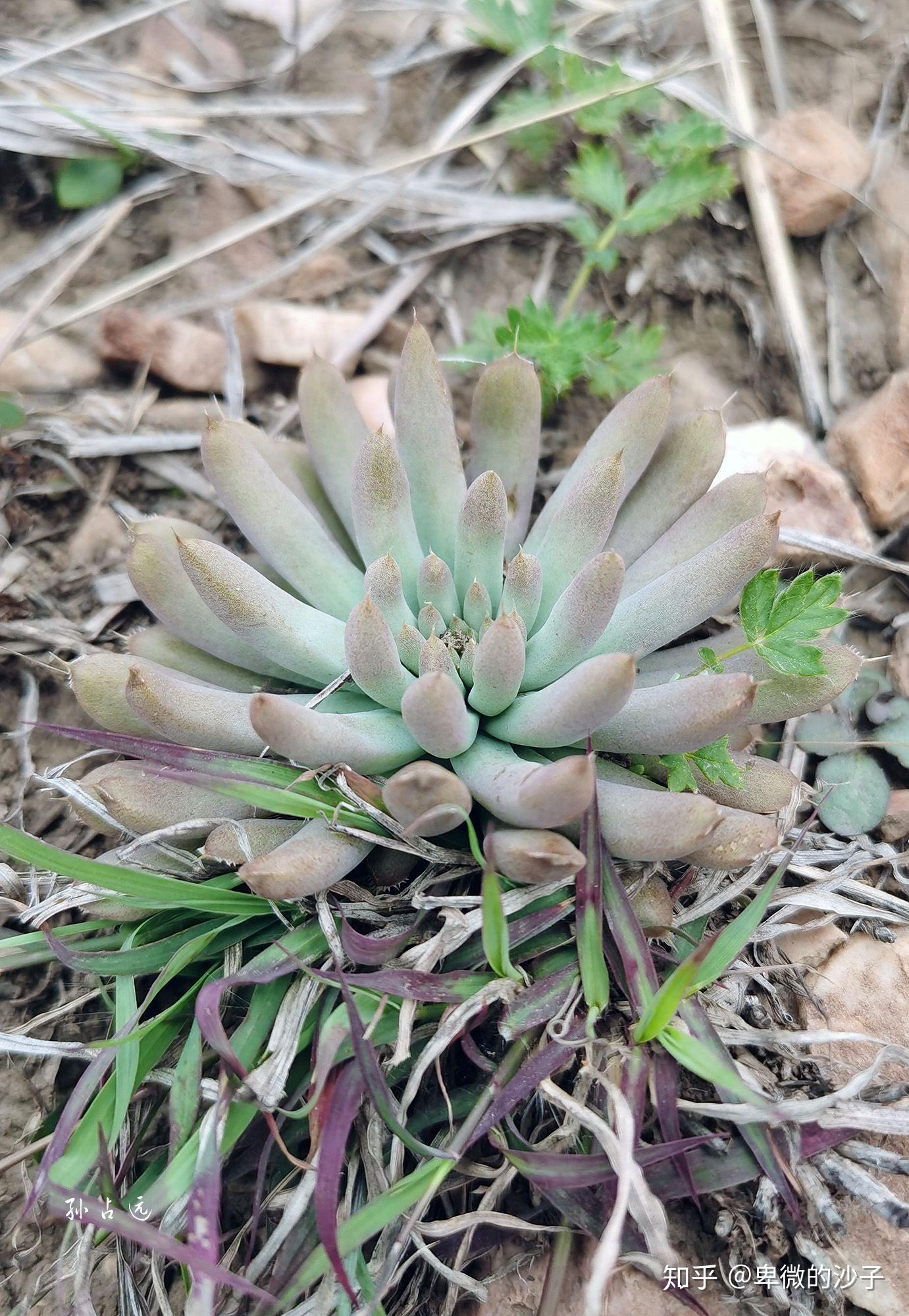 哪些山上有野生多肉? - 知乎