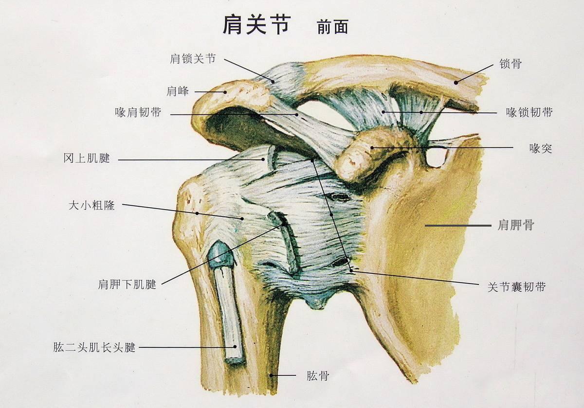 肩袖位置图图片