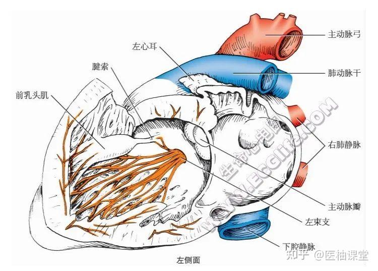 图文详解心传导系统：窦房结、结间束、房室结、房室束 - 知乎