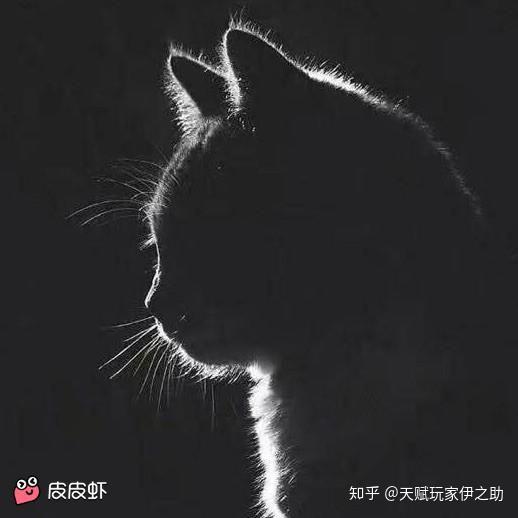 抱猫头像灰色图片