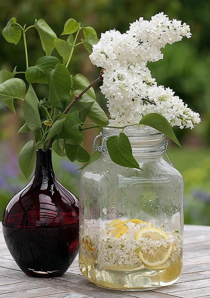 如何盆栽肉桂树