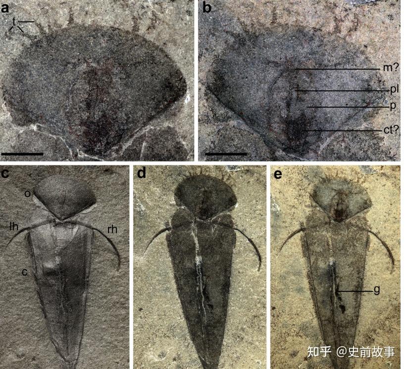 软舌螺动物与腕足动物是否具有亲缘关系