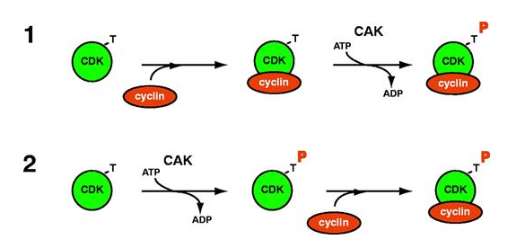 CDK7在癌症中的治疗作用？TargetMol - 知乎