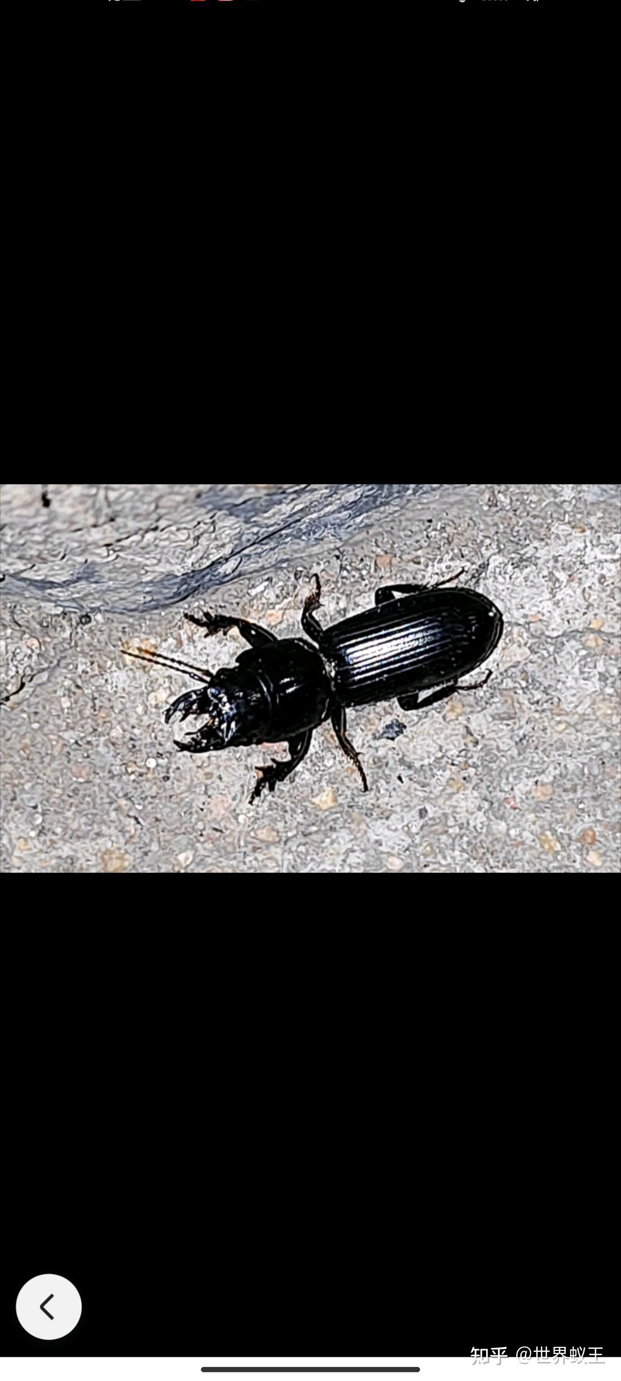 这是什么虫子,黑色,有牙?