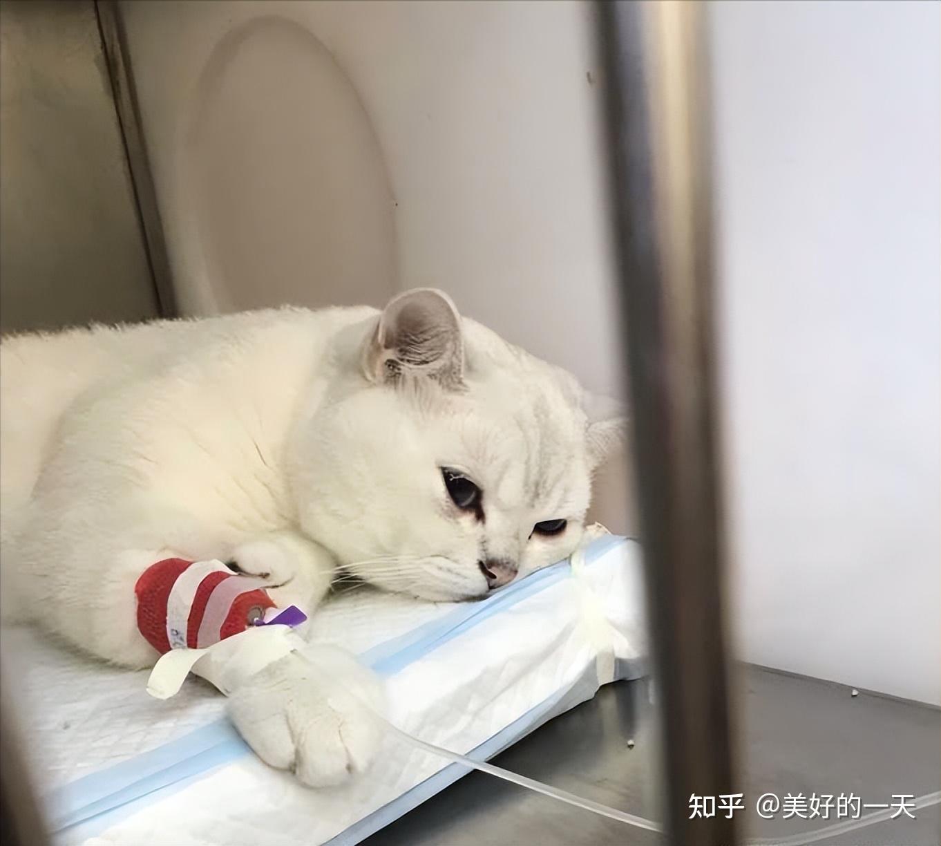 为什么很多人养猫后会“后悔”?这些原因,太真实了 - 知乎