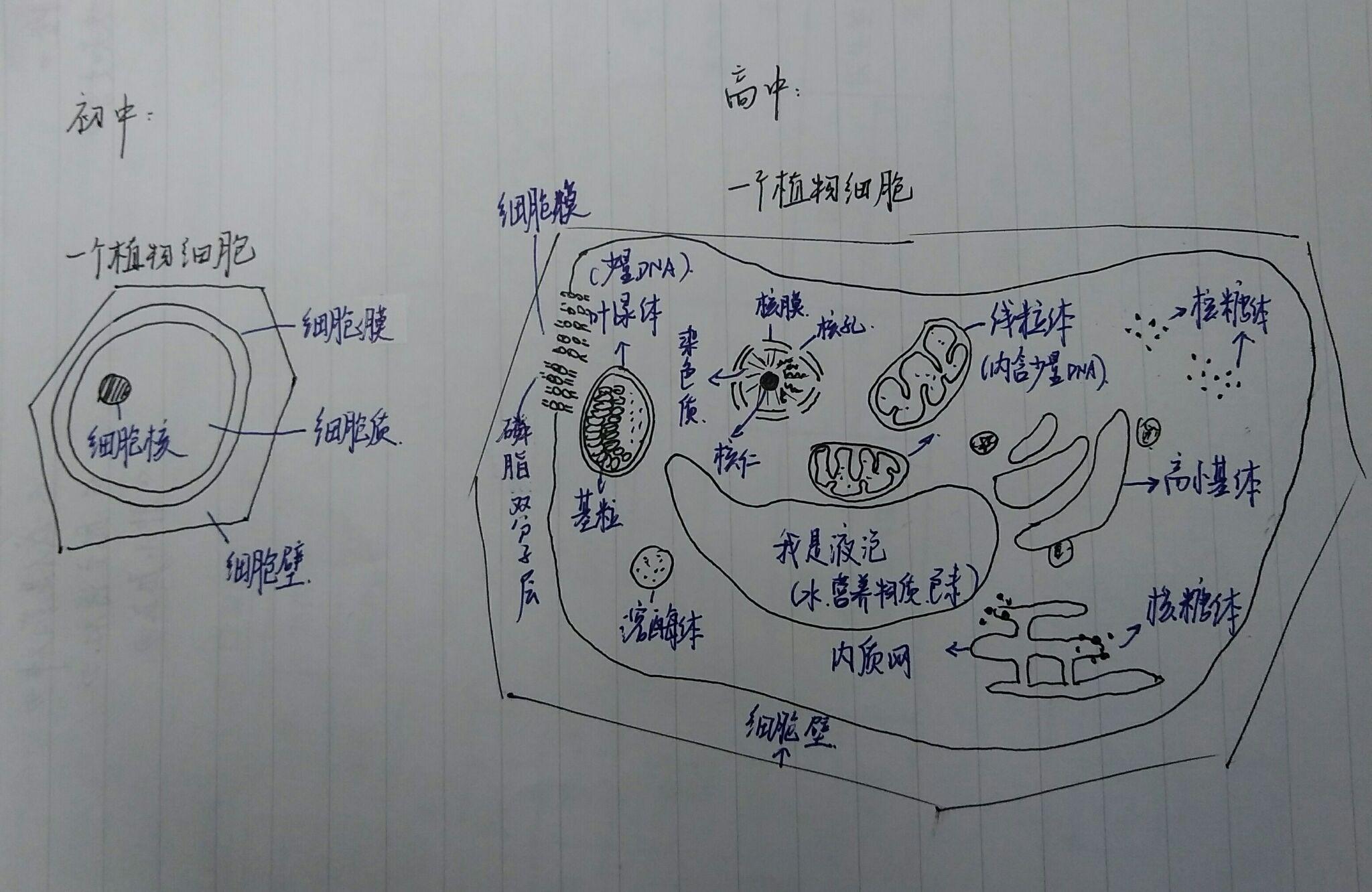 有哪些仅在初中阶段适用的生物知识?