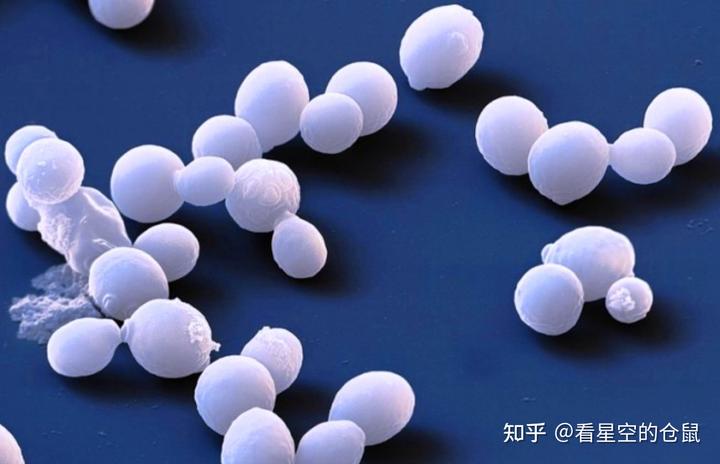 酿酒发酵过程中，除了酵母，还有哪些微生物在偷偷发挥作用？