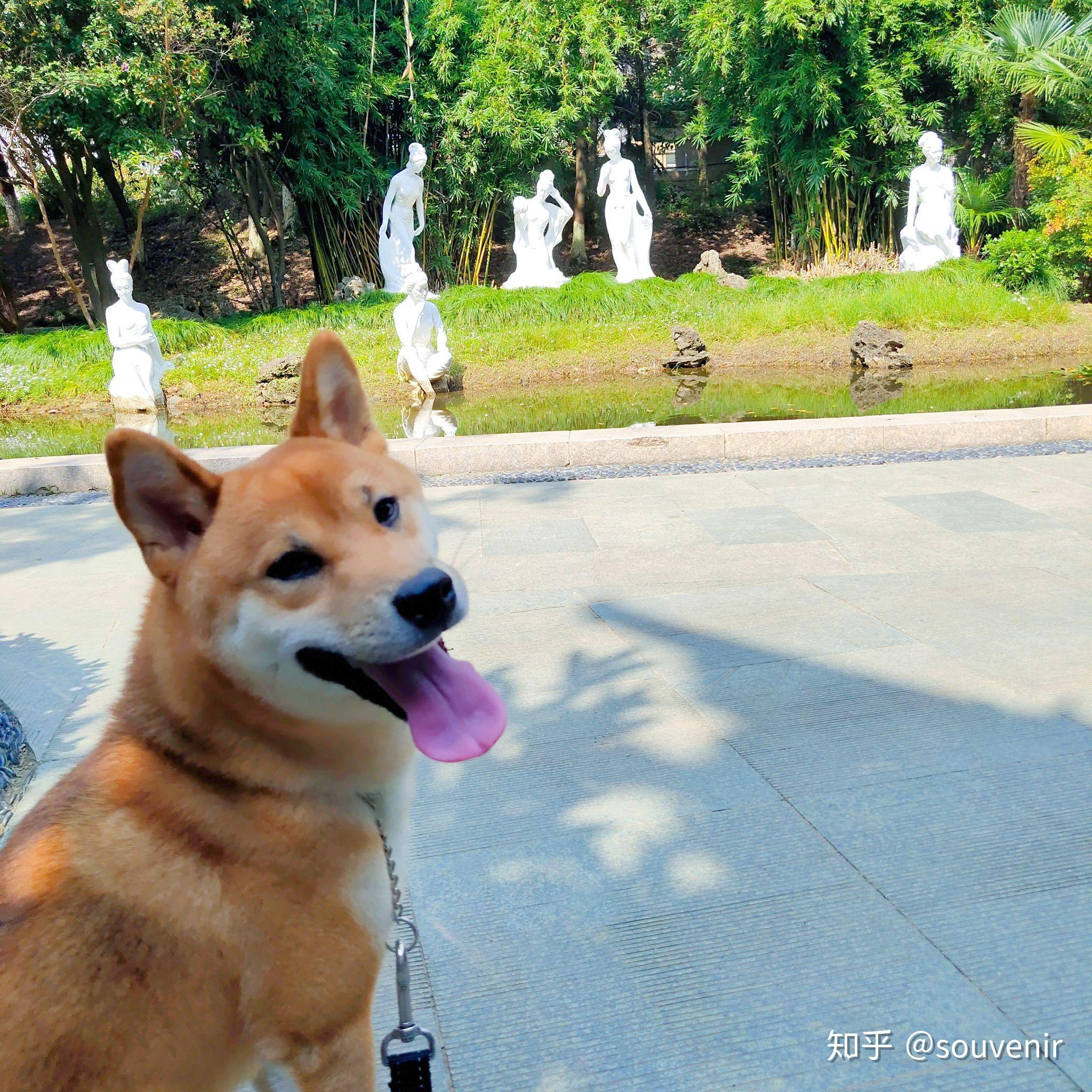 多少人的柴犬养着养着变成了狐狸