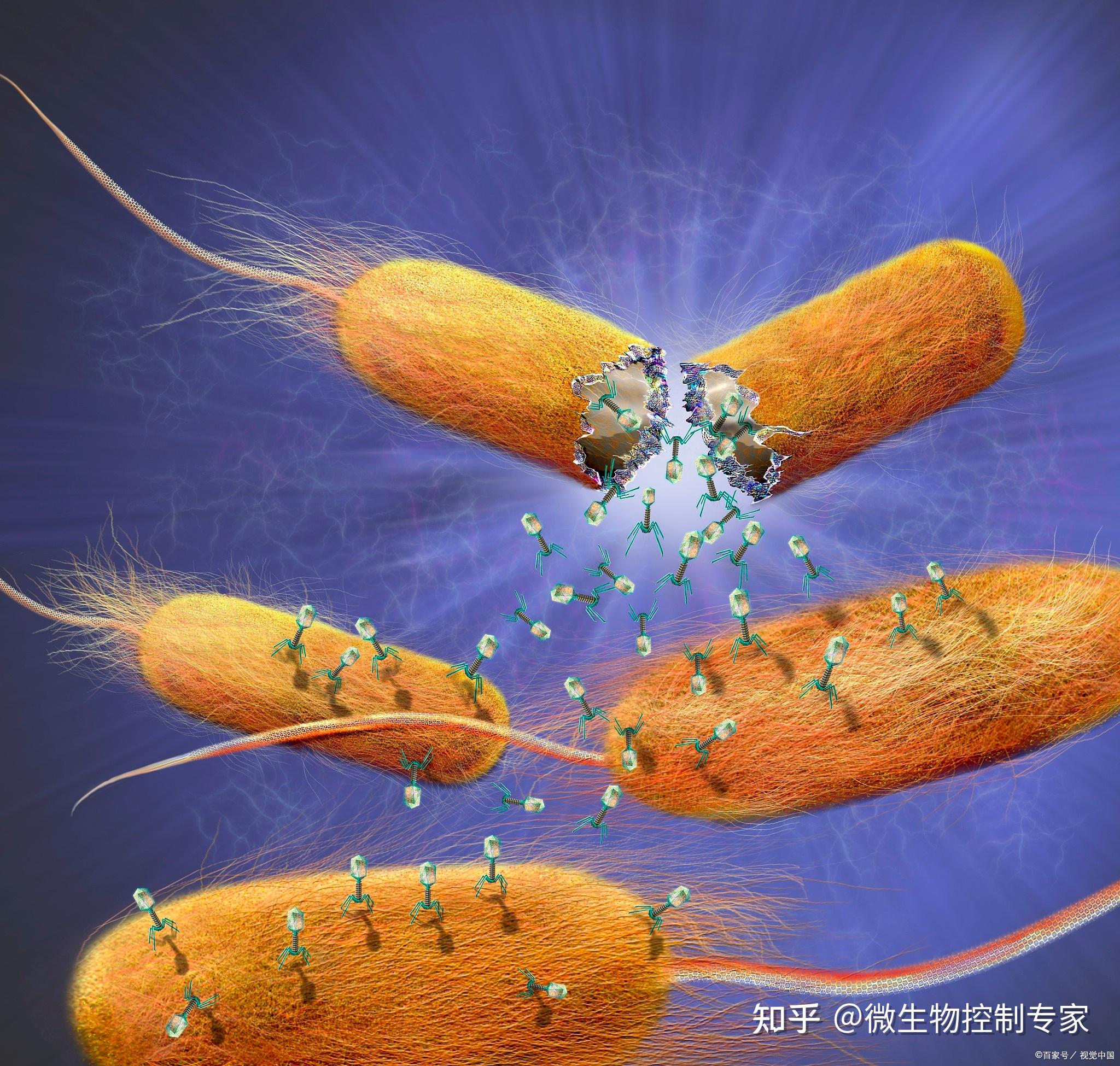 痢疾杆菌噬菌体图片