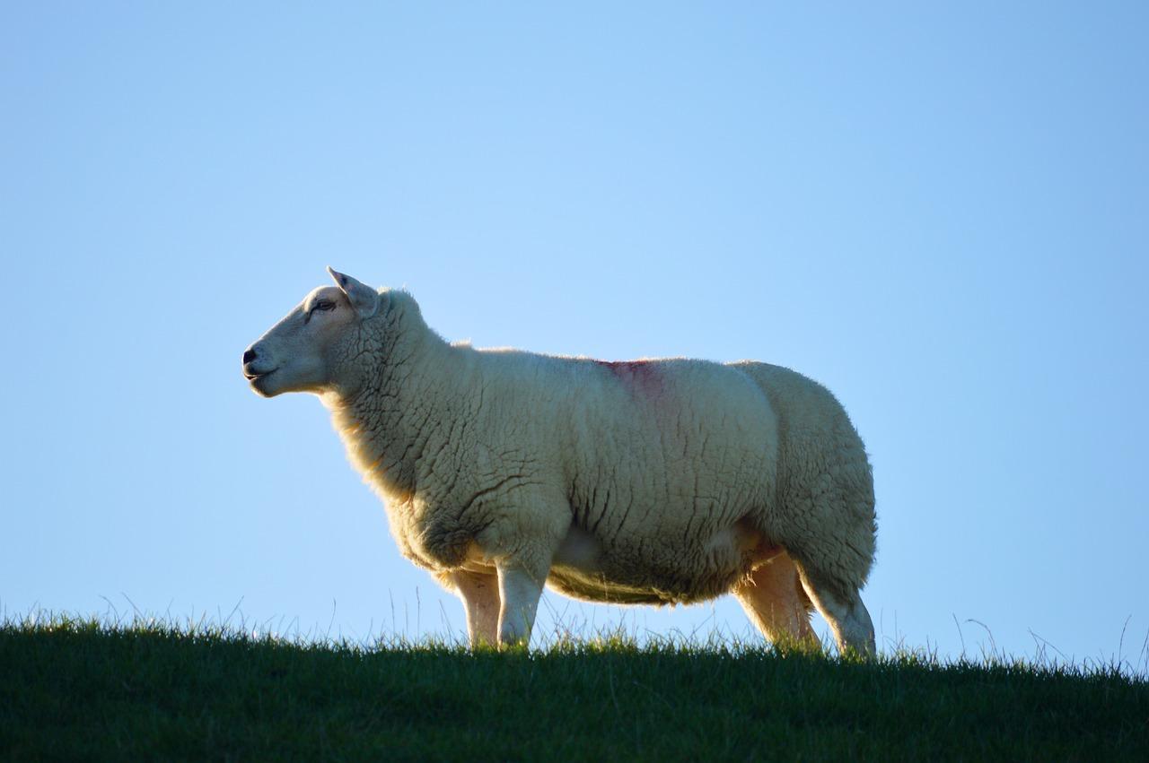 1. 精装交付亮点