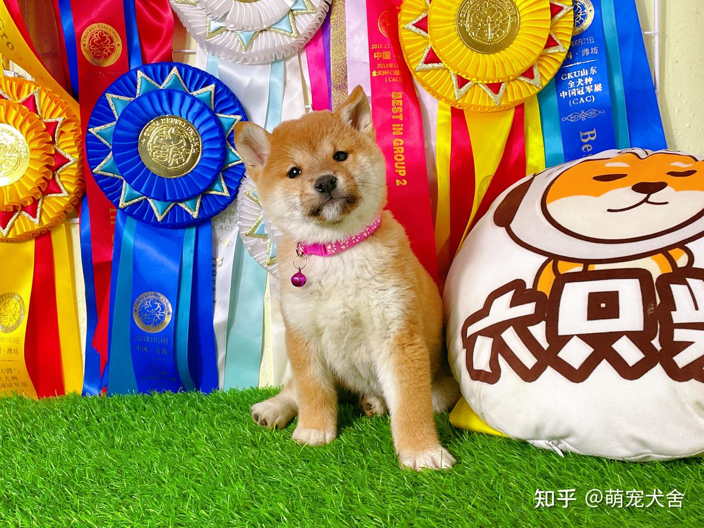 豆柴犬和柴犬的区别是什么？新手家长该如何选择？ - 知乎