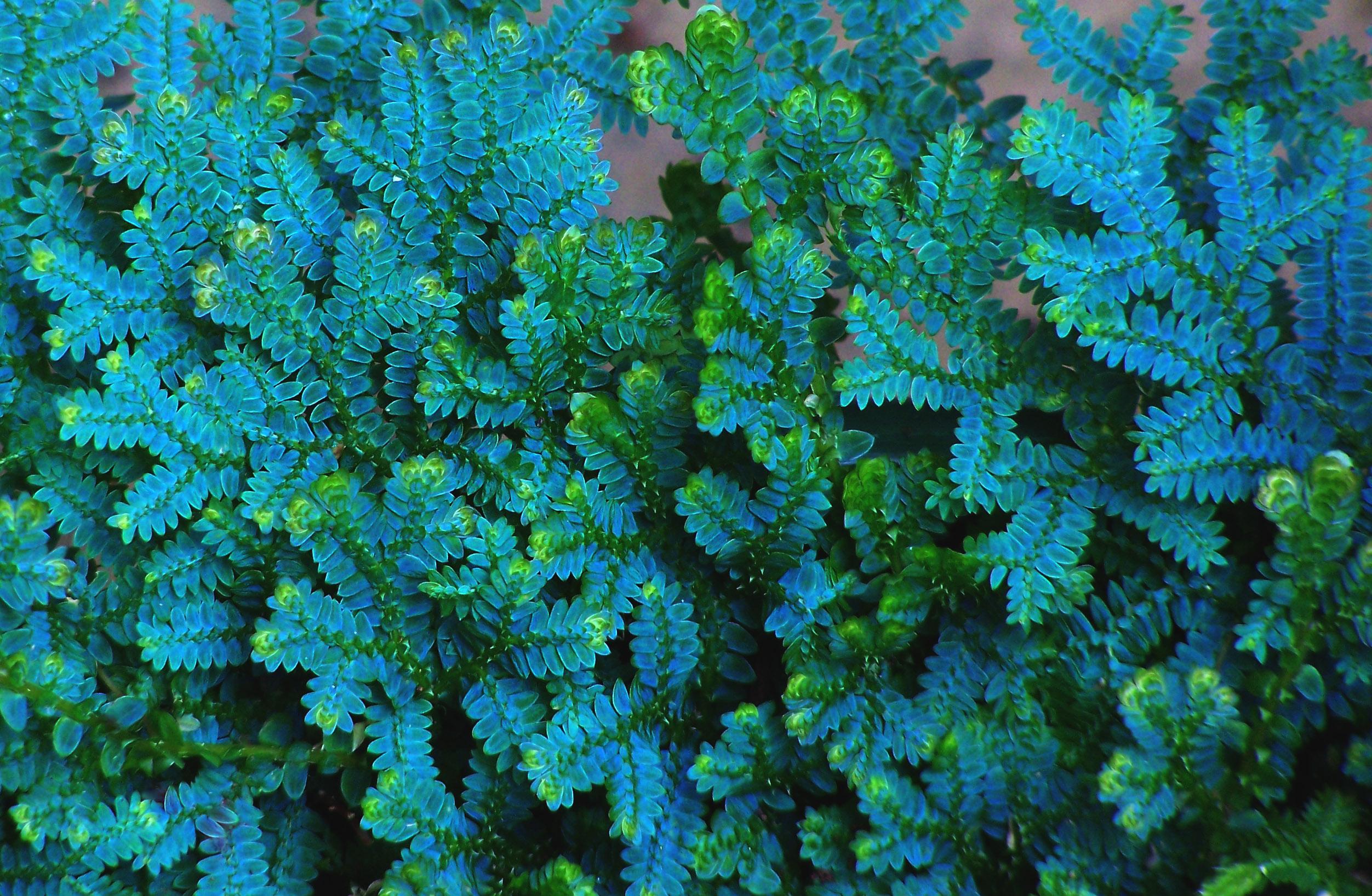 一图识别"翠云草" - 知乎