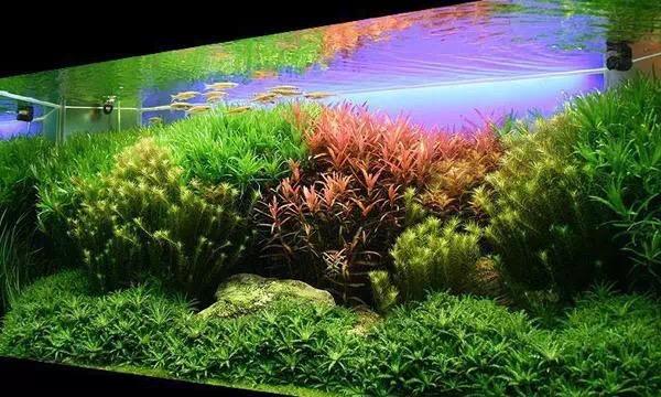 已经养鱼的裸缸可以从种子开始种植水草么