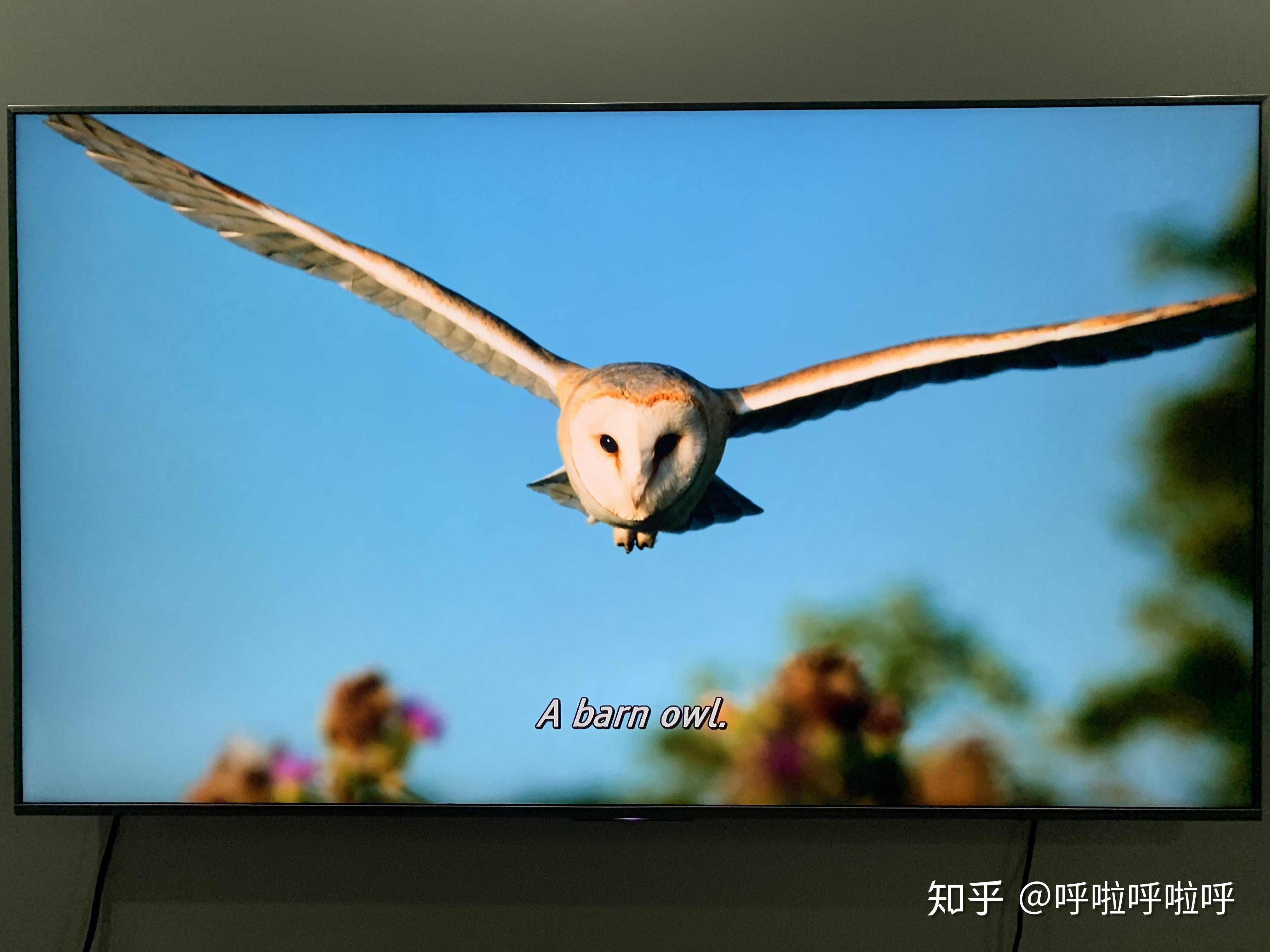 4K厅 篇一:4K纪录片究竟有多少?珍藏好这份全球最全4K超清蓝光纪录片清单(第1-10部) - 知乎