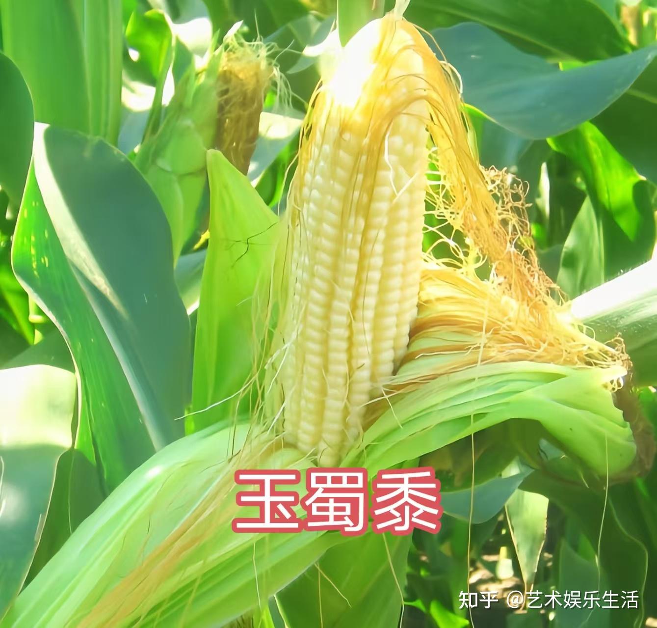 禾本科黍亚科的88种代表植物 - 知乎