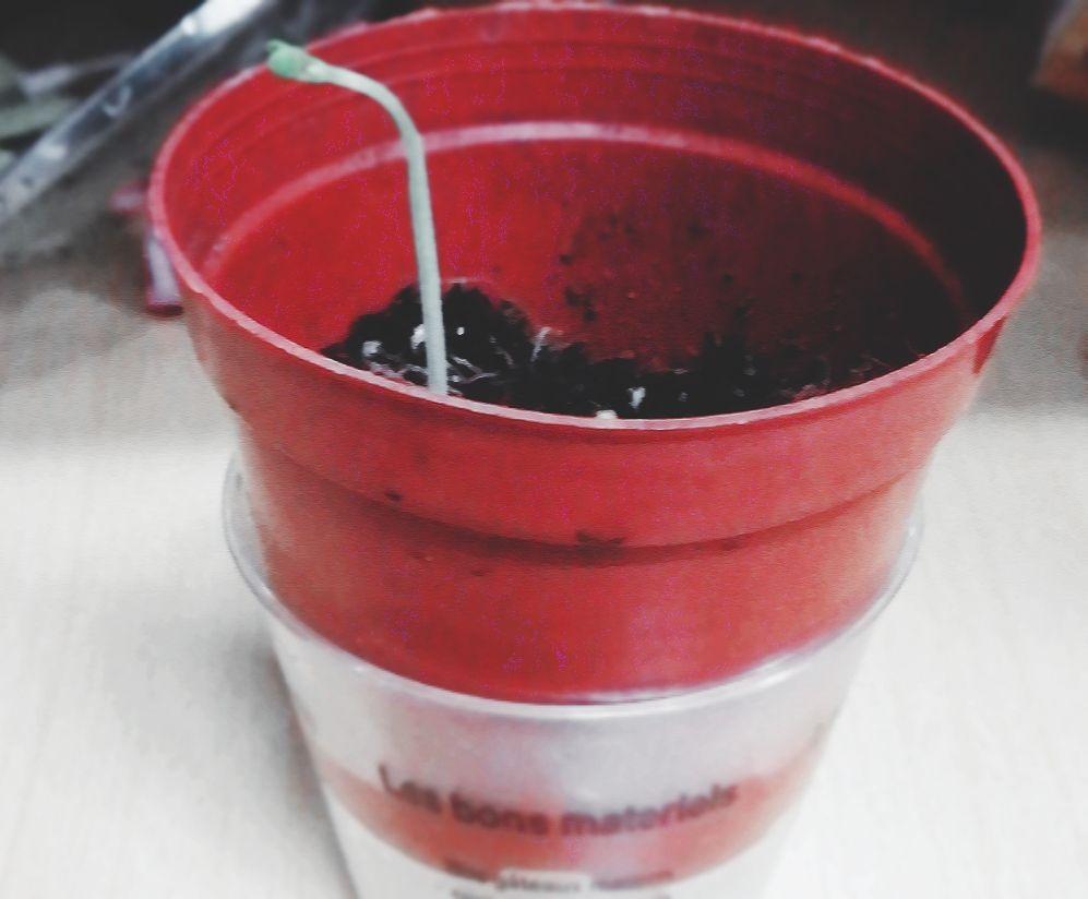 去年猿辅导系统班送的种子怎么种呀?