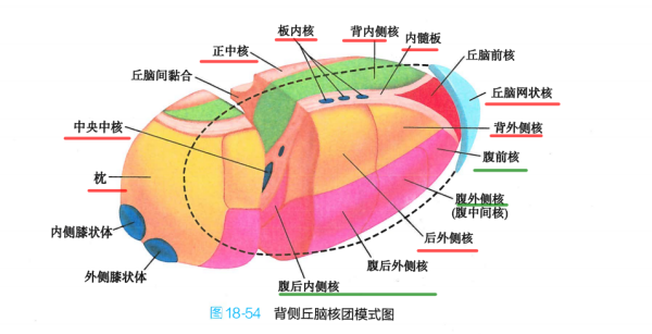 丘脑与丘脑核团 - 知乎